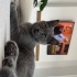 ADI LEO BRITISH SHORTHAIR ÜCRETSİZ SAHİPLENDİRME İSTABUL İÇİ fotoğraf