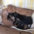 4 tane yavru kedi ACİL