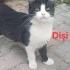Sokakta doğan smokin kedi için yuva fotoğraf