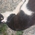 Sokakta doğan smokin kedi için yuva fotoğraf