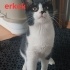 Sokakta doğan smokin erkek kedi için yuva fotoğraf