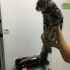 Maine Coon ve Tekir Yavrusu İki Aydır Yuva Bekliyor fotoğraf