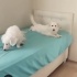 Çok acil kalıcı yuva lütfen fotoğraf