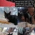 Evden atılmış akıllı uslu ve çaresiz fotoğraf