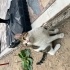 Dünya tatlısı 3 aylık yavru kedi fotoğraf
