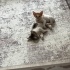 Bir dişi bir erkek bal bebek kediler sevgi dolu yuvalarını arıyor fotoğraf