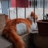 Evcil Kaplan 'Limon' fotoğraf