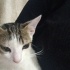 Yavru Kedi İzmir İçi Sahiplendirme fotoğraf
