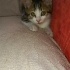 Çok masum akilli ve oyuncu fotoğraf