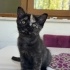 Minik oyuncu british shorthair yavru kedi fotoğraf