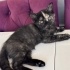 Minik oyuncu british shorthair yavru kedi fotoğraf