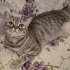Peri Evinize Neşe Huzur Getirsin fotoğraf