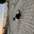 Tam bi insan canlısı tam bir içeri delisi sürekli mır mır sevgi arsızı 🐈‍⬛ fotoğraf