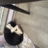 Tam bi insan canlısı tam bir içeri delisi sürekli mır mır sevgi arsızı 🐈‍⬛ fotoğraf
