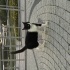 Tam bi insan canlısı tam bir içeri delisi sürekli mır mır sevgi arsızı 🐈‍⬛ fotoğraf
