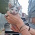 Sevgi arsızı :) fotoğraf