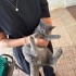 deli çılgın çook akıllı bir kedi