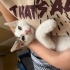 2,5 aylık oyuncu ve kucak kedisi fotoğraf