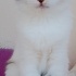 Oyuncu yavru kedi fotoğraf