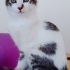 Oyuncu yavru kedi fotoğraf