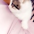 Asil oğlumuz yuva arıyor fotoğraf
