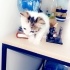 Asil oğlumuz yuva arıyor fotoğraf