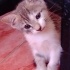 Uslu yavru kedi fotoğraf