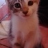 Uslu yavru kedi fotoğraf