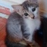 Uslu yavru kedi fotoğraf