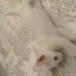 beyaz erkek hareketli oyuncu fotoğraf