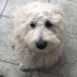 Poodle Köpeğimiz ÜCRETSİZ SAHİPLENDİRELECEKTİR! Açıklamayı okuyunuz. fotoğraf