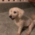 Poodle Köpeğimiz ÜCRETSİZ SAHİPLENDİRELECEKTİR! Açıklamayı okuyunuz. fotoğraf