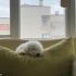 Poodle Köpeğimiz ÜCRETSİZ SAHİPLENDİRELECEKTİR! Açıklamayı okuyunuz. fotoğraf