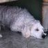 Poodle Köpeğimiz ÜCRETSİZ SAHİPLENDİRELECEKTİR! Açıklamayı okuyunuz. fotoğraf
