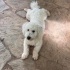 Poodle Köpeğimiz ÜCRETSİZ SAHİPLENDİRELECEKTİR! Açıklamayı okuyunuz. fotoğraf