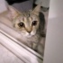 britişh tiger taby