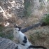 Cok hanimefendi bir kedi