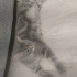 british silver taby