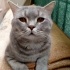 british silver taby