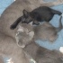 3 minik bebek, anneleri vefat etti acil yuva arıyoruz! fotoğraf