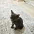 3 minik bebek, anneleri vefat etti acil yuva arıyoruz! fotoğraf