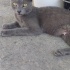 3 minik bebek, anneleri vefat etti acil yuva arıyoruz! fotoğraf