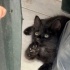 Minik patiye acil yuva arıyoruz fotoğraf