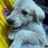 Golden kırma 4 aylık Yuva arıyoruz fotoğraf