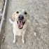 2 yaşında Çipli Golden, barınaktan çıkarıldı 10 gündür soran yok daha! fotoğraf