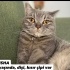 Sahipleri terk ediyor fotoğraf