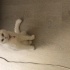 Alerji olduğum için sahiplendiriyorum fotoğraf