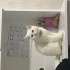Alerji olduğum için sahiplendiriyorum fotoğraf