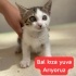 2 AYLIK BAL KIZA ÖMÜRLÜK YUVA ARIYORUZ GAZİOSMANPAŞA fotoğraf