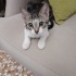 İZMİR 2 AYLİK YAVRUMUZA ÖMÜRLÜK YUVASINI ARIYORUZ fotoğraf